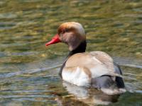 Kolbenente Männchen